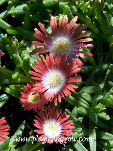 A very attractive flower. Has reddish orange/coral flowers with white center and inner ring.